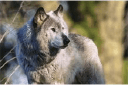 Cyberwolf Software